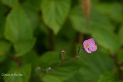 Oenothera rosea